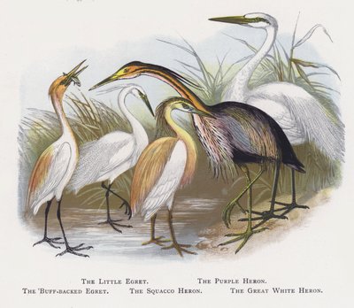 Küçük Ak balıkçıl, Mor Balıkçıl, Destekli Ak balıkçıl, Squacco Balıkçıl, Büyük Beyaz Balıkçıl by Alexander Francis Lydon