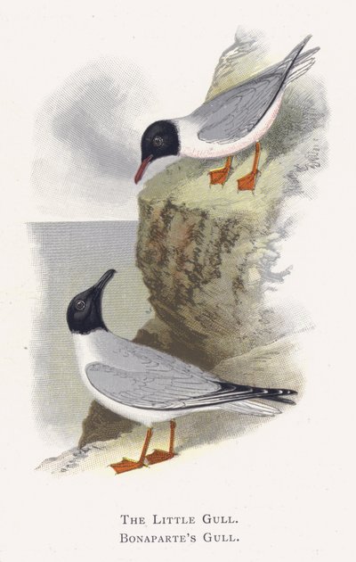 Küçük Martı, Bonapart Martı by Alexander Francis Lydon