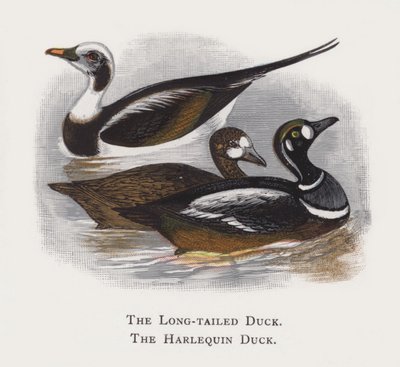 Uzun Kuyruklu Ördek, Harlequin Ördek by Alexander Francis Lydon