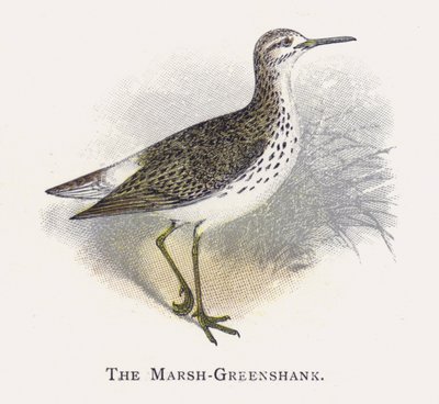 Marsh-Greenshank by Alexander Francis Lydon
