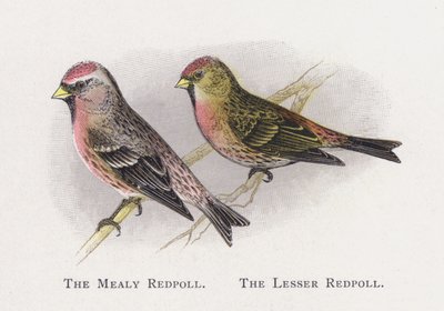 Mealy Redpoll, Küçük Redpoll by Alexander Francis Lydon