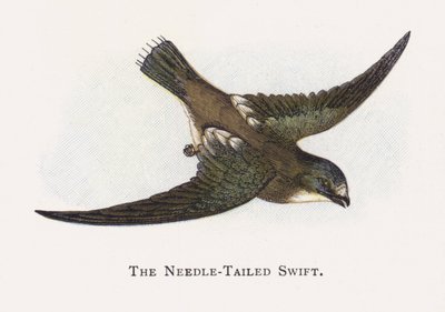 İğne Kuyruklu Swift by Alexander Francis Lydon