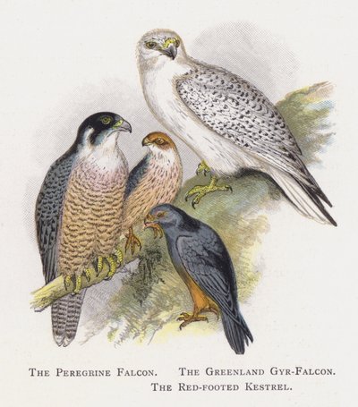 Peregrine Falcon, Grönland Gyr-Falcon, Kızıl Ayaklı Kerkenez by Alexander Francis Lydon