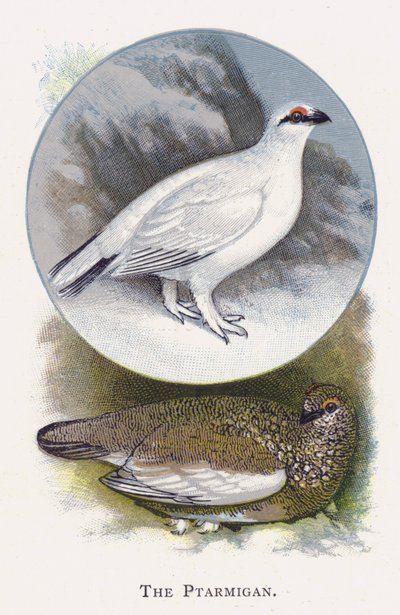 Ptarmigan by Alexander Francis Lydon