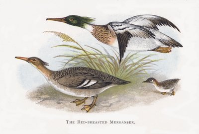 Kızıl Göğüslü Merganser by Alexander Francis Lydon