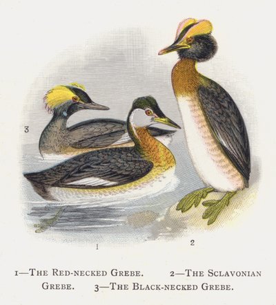 Kızıl Boyunlu Batağan, Sonra Slav Bataklığına, Kara Boyunlu Batağan by Alexander Francis Lydon
