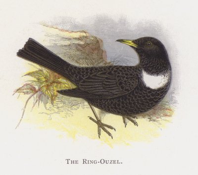 Yüzük-Ouzel by Alexander Francis Lydon