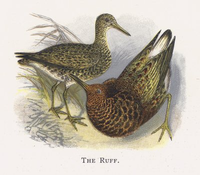Ruff by Alexander Francis Lydon