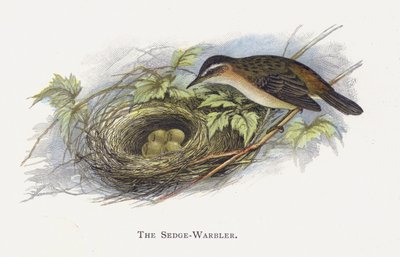 Sedge-Warbler by Alexander Francis Lydon
