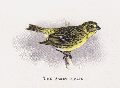 Serin Finch by Alexander Francis Lydon