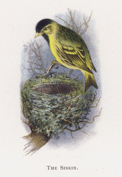 Siskin by Alexander Francis Lydon