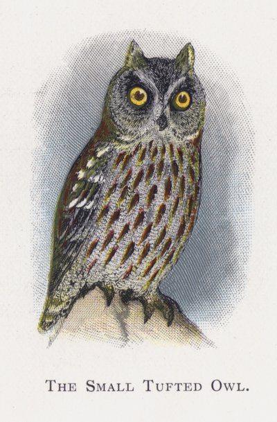 Küçük Tepeli Baykuş by Alexander Francis Lydon