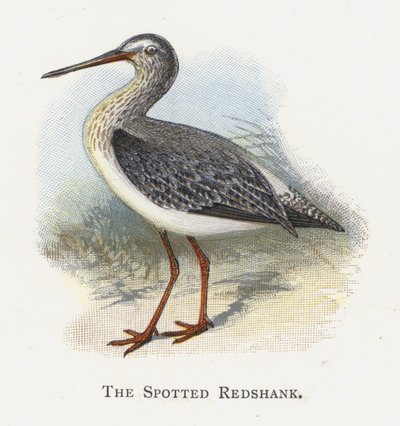 Benekli Kızılbacak by Alexander Francis Lydon