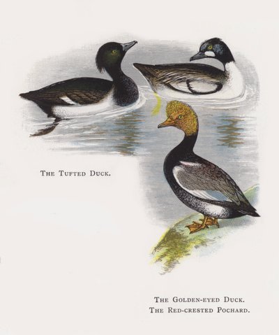 Tepeli Ördek, Altın Gözlü Ördek, Kızıl Tepeli Pochard by Alexander Francis Lydon