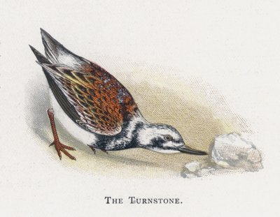 Turnstone by Alexander Francis Lydon