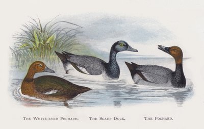 Ak gözlü Pochard, Scaup Duck, Pochard by Alexander Francis Lydon