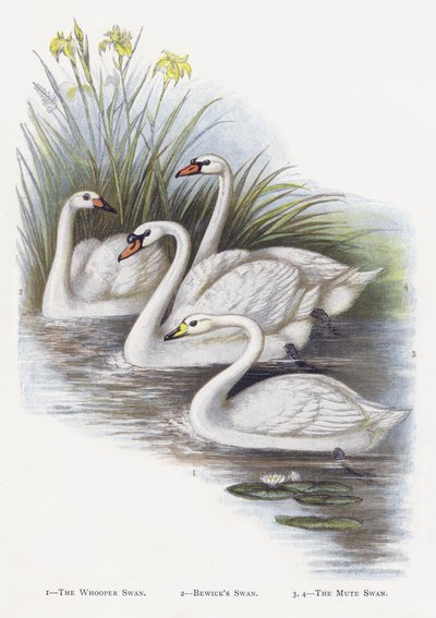 Öğütücü Kuğu, Bewicks Kuğu, Sessiz Kuğu by Alexander Francis Lydon