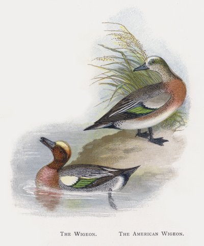 Wigeon, Amerikan Wigeon by Alexander Francis Lydon