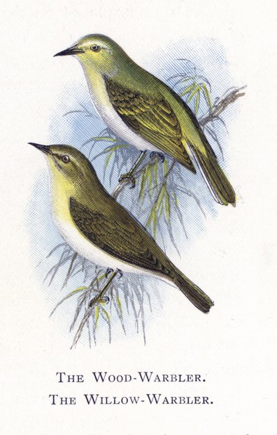 Wood-Warbler, Willow-Warbler by Alexander Francis Lydon
