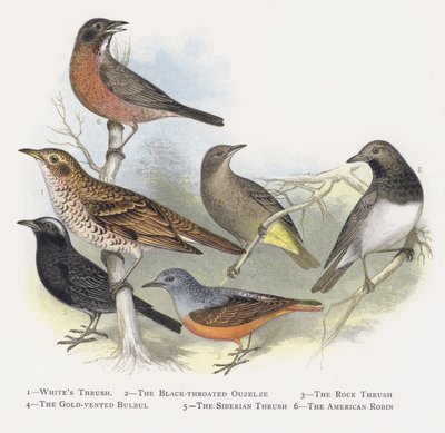 Beyaz Ardıç Kuşu, Kara Boğazlı Ouzelze, Kaya Ardıç Balığı, Altın Bacalı Bülbül, Sibirya ardıç kuşu, Amerikan Robin by Alexander Francis Lydon