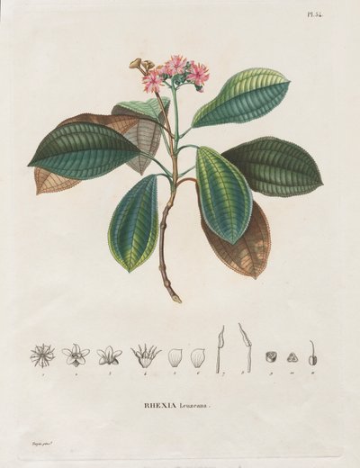 Yeni Kıtanın Ekinoks Bölgelerine Yolculuk, 1709-1804 Yıllarında Yapılan: Melastomaceae Monografisi: No. 54 by Alexander, Freiherr von Humboldt