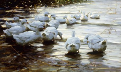 Sığ Su Kamışında Ördekler; Sığ Saz Suda Ördekler by Alexander Koester