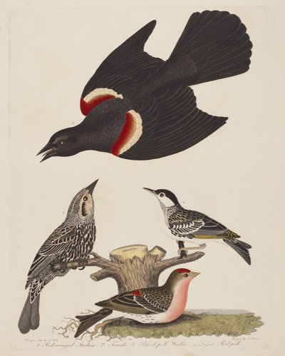 Kızıl Kanatlı Starling, Dişi Kızıl Kanatlı Starling, Kara Anket Ötleğen ve Küçük...,yayın.1808-1814. by Alexander Lawson