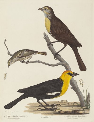 Sarı başlı Karatavuk, Dişi Karatavuk ve Dişi Cape May Warbler. by Alexander Lawson