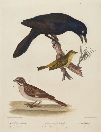 Dişi Karga Karatavuk, Turuncu Taçlı Ötleğen, Lark Finch by Alexander Lawson after Titian Ramsay Peale