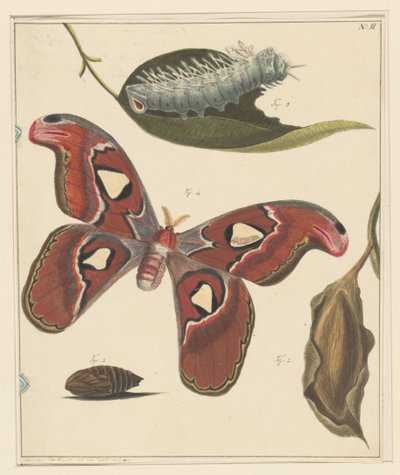 Tırtıl, kelebek ve pupa çalışmaları by Alexander Ver Huell