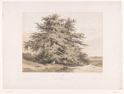 Sedir ağaçları ile manzara Cedres (nesne üzerindeki başlık) by Alexandre Calame