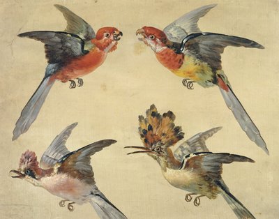 Kuşların İncelenmesi: İki Papağan, Bir İbibik ve Alakarga; Kuş Çalışmaları: İki Küçük Papağan, Bir İbibik ve Jay, by Alexandre Francois Desportes