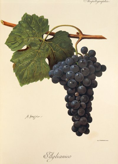 A. Kreyder tarafından Aglianico üzümü by Alexis Kreyder