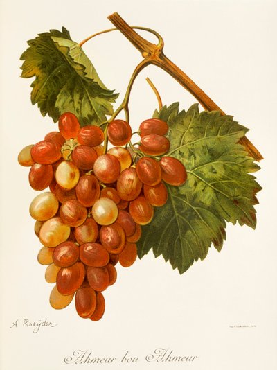 Ahmeur Bou Hameur üzümü, A. Kreyder by Alexis Kreyder