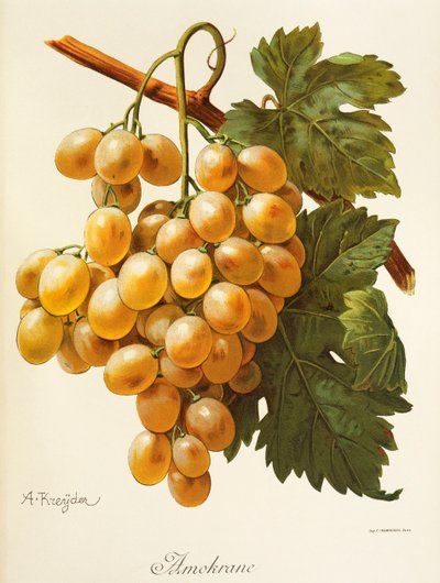 A. Kreyder tarafından Amokrane üzümü by Alexis Kreyder