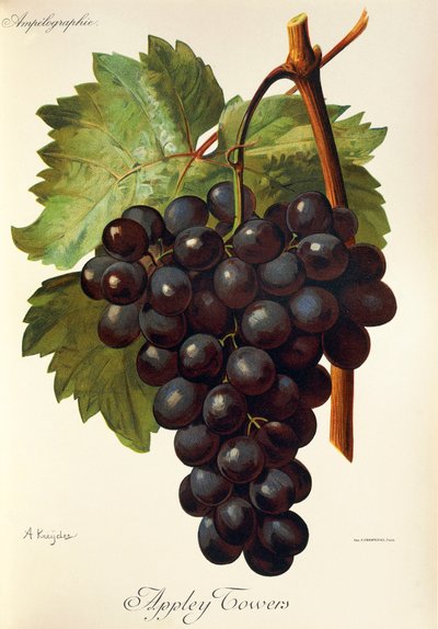 Appley Towers üzüm. Çizim A. Kreyder., Pessione, Traite General de Viticulture