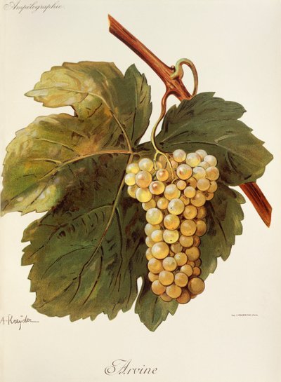 Arvine üzümü, A. Kreyder by Alexis Kreyder