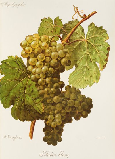 Aubin Blanc üzümü, A. Kreyder by Alexis Kreyder