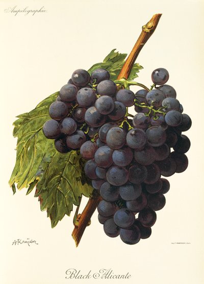 Siyah Alicante üzümü, A. Kreyder by Alexis Kreyder