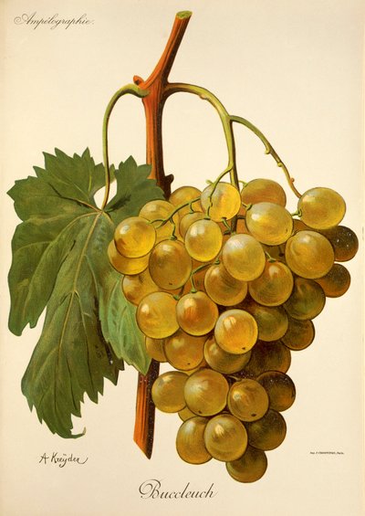 A. Kreyder tarafından Buccleuch üzümü by Alexis Kreyder