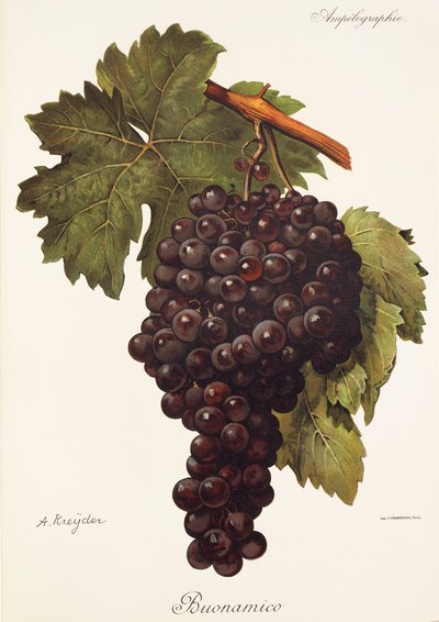 Buonamico üzümü, A. Kreyder by Alexis Kreyder