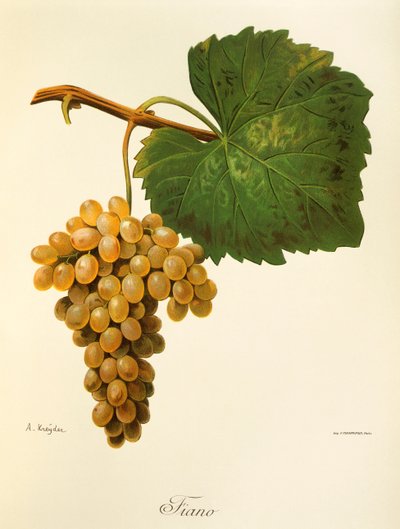 Catarratto üzümü, A. Kreyder by Alexis Kreyder
