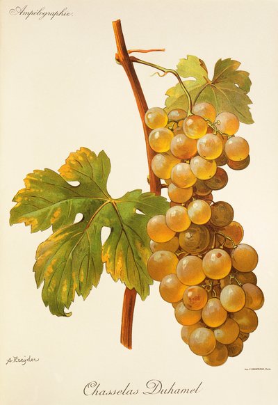 A. Kreyder tarafından Chasselas Duhamel üzümü by Alexis Kreyder