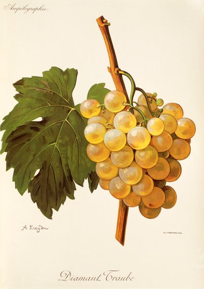 Diamant Traube üzümü, A. Kreyder by Alexis Kreyder