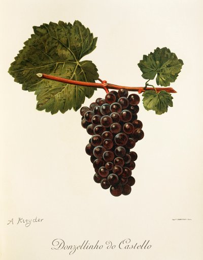 Donzellinho do Castello üzümü, A. Kreyder by Alexis Kreyder