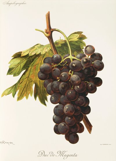 Duc de Magenta üzümü, A. Kreyder by Alexis Kreyder