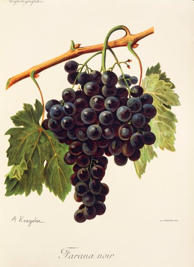 Farana Noir üzümü, A. Kreyder by Alexis Kreyder