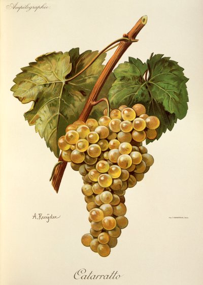 Fiano üzüm, A. Kreyder by Alexis Kreyder