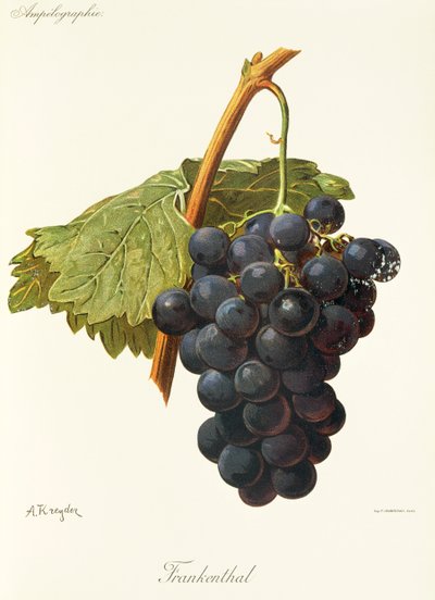 A. Kreyder tarafından Frankenthal üzümü by Alexis Kreyder