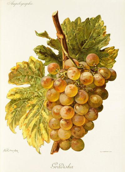 Gradiska üzümü, A. Kreyder by Alexis Kreyder